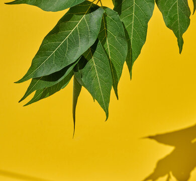 Fresh green leaves on a bright yellow background with shadow