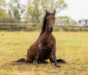 cheval sur son train arrière prêt à se redresser © Marc