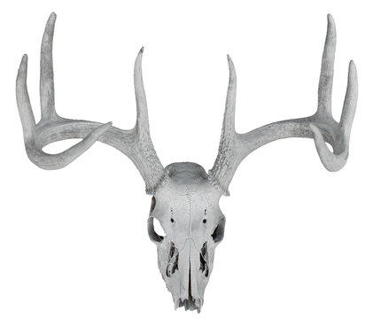 White tail deer skull and antlers isolated on a transparent background.