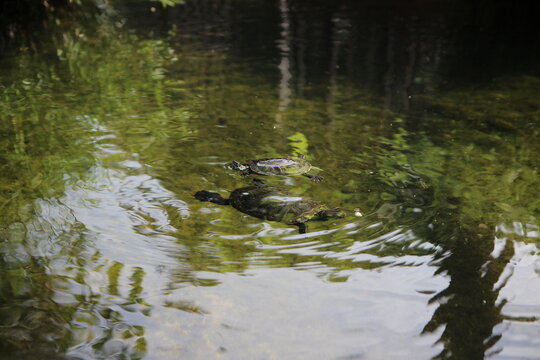 Red-eared slider turtle swimming in a fresh water pond