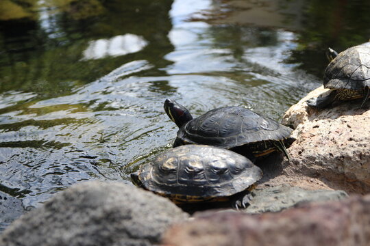 Close-up of a red-eared slider turtle resting on a rock in a sunny pond