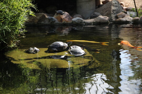 Red-eared slider turtles resting on a rock in a sunny pond with koi fish