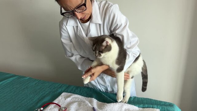 Veterinaria intentando cortar las u&ntilde;as de un gato de pelo corto