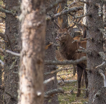 Brame du cerf dans la foret entre les arbres