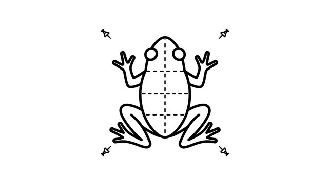 Frog dissection diagram icon for biological science education study