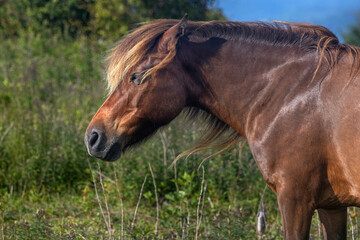 Windswept Mane on a Bay Wild Pony in the Highlands © Kaitlind