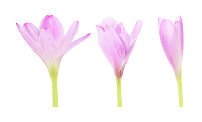 Obraz premium Beautiful crocus on white background. Collage showing flower blooming