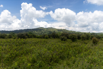 Fototapeta premium Open Meadow Below a Rocky Forested Ridge