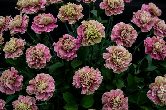 Full Bouquet of Antique Bicolor Pink and Beige Carnation Flowers. A dense top-down shot of unique antique-style carnations (Dianthus caryophyllus) showcasing ruffled two-tone petals in shades of dusty