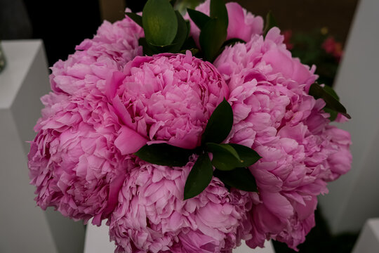 Lush Bouquet of Pink Peonies with Green Foliage. A close-up shot of a round, elegant bouquet of lush pink peony flowers in full bloom, accented with dark green leaves and set against a minimalist mode