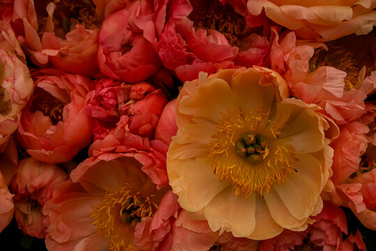 Vibrant Coral and Yellow Peony Flowers in Full Bloom. A lush, full-frame close-up view of vibrant coral, peach, and yellow peony flowers displaying rich yellow stamens and delicate layered petals, per