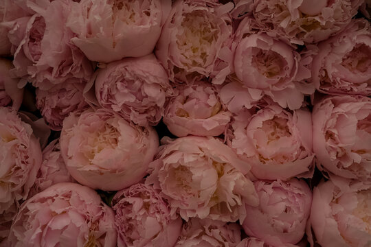 Full Frame Background of Soft Pink Peony Flowers. A dense full-frame background of fresh, fully blooming light pink peony flowers with delicate ruffled petals, ideal for floral backgrounds, wedding th