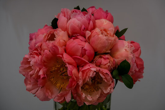 Vibrant Coral Pink Peony Bouquet in Glass Vase. A studio arrangement of lush coral pink peony flowers in full bloom with visible yellow stamens, styled in a clear glass vase against a plain neutral ba