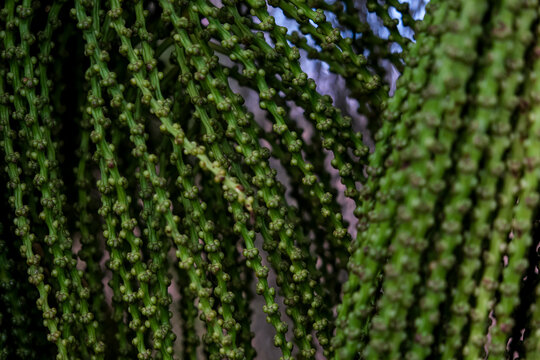 Hanging Green Inflorescence Strands of Palm Tree. A close-up view of dense, hanging green inflorescence strands of a palm tree, featuring small unopen flower buds growing along slender stems, ideal fo