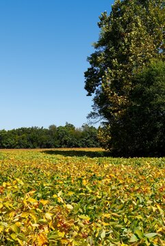 Yellow and green soybean crop in fall season