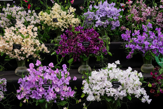 Colorful Exhibition Display of Sweet Pea Flower Varieties in Vases. A vibrant botanical exhibition display showcasing multiple potted and vase-arranged sweet pea (Lathyrus odoratus) varieties in shade