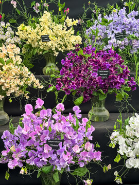 Colorful Exhibition Display of Sweet Pea Flower Varieties in Vases. A vibrant botanical exhibition display showcasing multiple potted and vase-arranged sweet pea (Lathyrus odoratus) varieties in shade