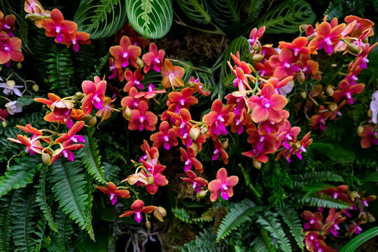 Vibrant Orange and Magenta Phalaenopsis Orchids with Tropical Foliage. A high-detail, horizontal photograph of miniature orange-coral moth orchids (Phalaenopsis) featuring bright magenta lips, set aga