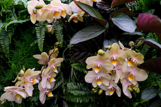 Pale Peach Phalaenopsis Orchids with Tropical Calathea and Fern Foliage. A horizontal close-up photograph of soft peach and yellow-centered moth orchids (Phalaenopsis) surrounded by dark green ferns a