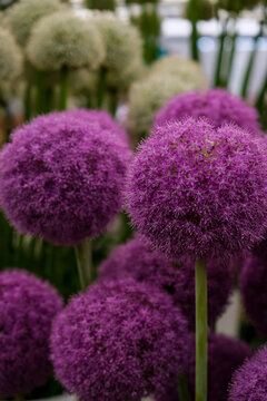 Vibrant Purple Globe Allium Flowers Close-Up. A vertical close-up shot of large, spherical purple allium flower heads (Allium giganteum) showcasing dense star-shaped florets on long green stems, with 
