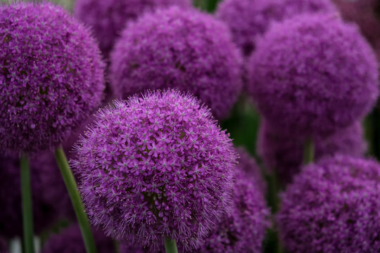Vibrant Purple Globe Allium Flowers Close-Up. A vertical close-up shot of large, spherical purple allium flower heads (Allium giganteum) showcasing dense star-shaped florets on long green stems, with 