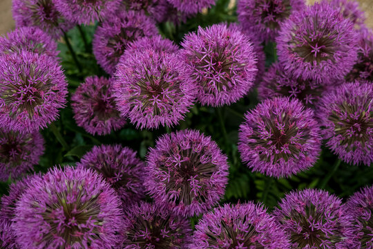 Full Frame Background of Purple Allium Flower Heads. A high-angle, top-down full-frame background of vibrant purple spherical allium flowers (Allium hollandicum) packed closely together, showing delic