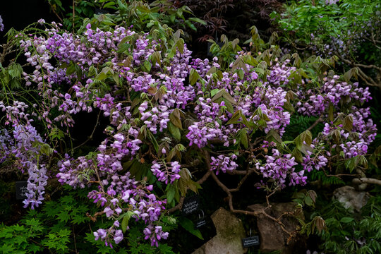 Blooming Purple Wisteria Bonsai Tree with Cascading Racemes. A horizontal, high-detail photograph of a blooming Wisteria vine (Wisteria brachybotrys) trained as a bonsai, showcasing dense, cascading r