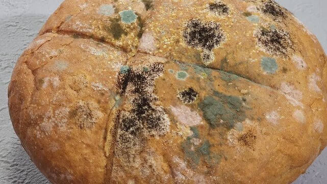 Close-up of moldy bread covered with visible green, white, and black mold growth. Concept of food contamination, spoilage, food safety, expired food, unhealthy food, and household food waste.