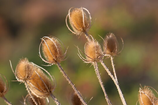 Dry teasle seed head dipsacus fullonum in nature close up photo