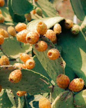 Ripe prickly pears growing on cactus pads in Sicily, Italy