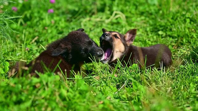 Two small puppies playing together in green grass slow motion