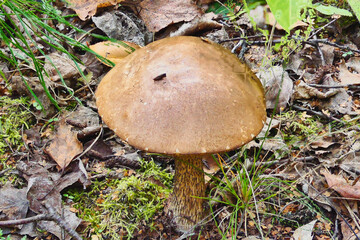 A birch bolete mushroom growing in the forest under birch trees in October. © ogikk