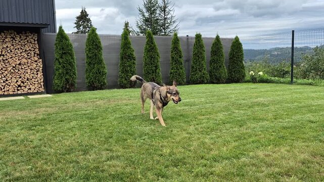 ​Active dog running on a green grass lawn in a spacious backyard with a fence, thuja trees, and mountain views, enjoying outdoor freedom.