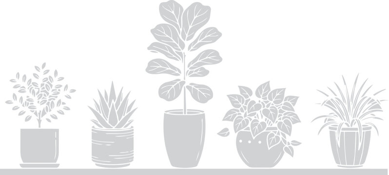 Five stages of plant growth showing the development of a sprout into a tall leafy green vegetable seedling in a simple flat illustration style