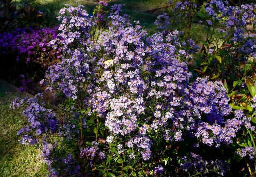 Purple asters and yellow moth