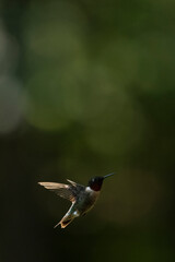 Ruby-throated hummingbird surrounded by lush green foliage, showcasing the vibrant red throat and delicate details of this North American songbird in a natural habitat. © Shanna