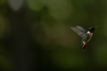 Ruby-throated hummingbird surrounded by lush green foliage, showcasing the vibrant red throat and delicate details of this North American songbird in a natural habitat. © Shanna