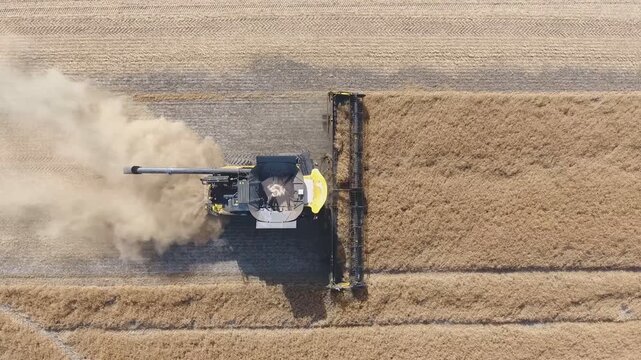 Yellow combine harvester moving across windrowed farmland, aerial view showing dust plume and straight furrows cutting through golden crop rows under bright afternoon sun