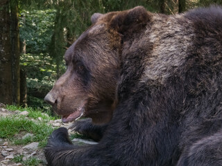 Profile Portrait of Large Brown Bear in Forest © Ольга Кібукевич