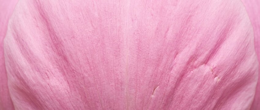 Macro texture of delicate pink peony flower petal. Soft floral background with natural veins