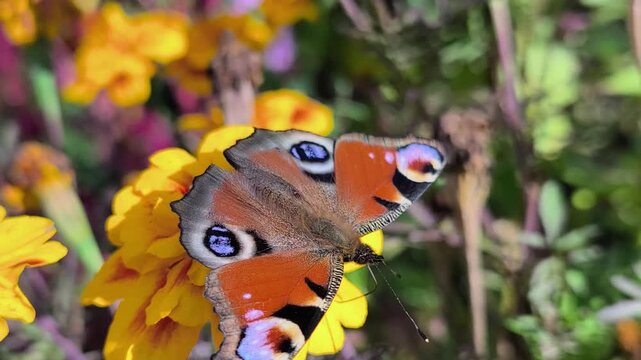 Detailed footage of a peacock butterfly with open wings surrounded by bright orange and yellow flowers. Suitable for nature, entomology, gardening and ecology themes. Slow‑motion video.