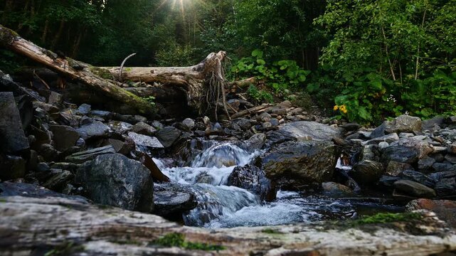 Mountain stream flowing over rocks in a forest