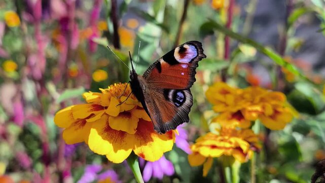 Detailed footage of a peacock butterfly with open wings surrounded by bright orange and yellow flowers. Suitable for nature, entomology, gardening and ecology themes. Slow‑motion video.