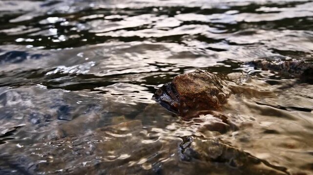 Clear water flowing over rocks in a stream