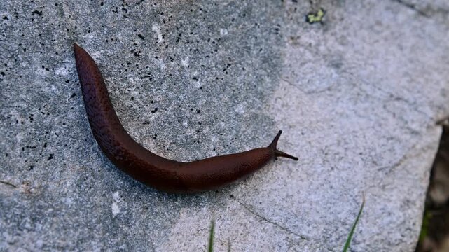 Brown slug crawling on rock surface
