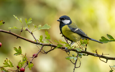 Great Tit Perched on Branch Among Green Leaves and Red Berries in Soft Natural Light © © Raymond Orton