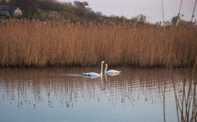 Beautiful white swans swimming on a calm pond at sunrise. Misty morning landscape. © murika