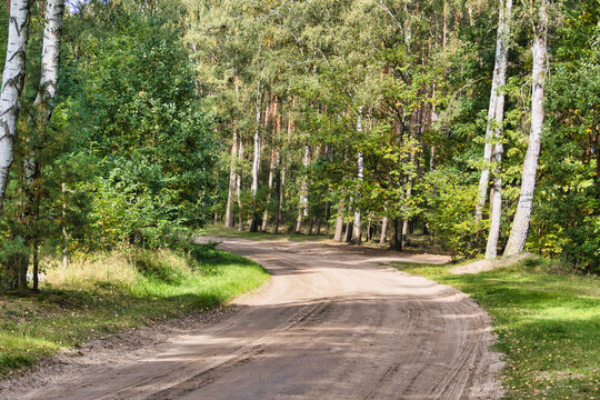 A forest road in early autumn.
