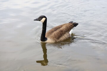 Canada goose on calm autumn water © fluffypw88