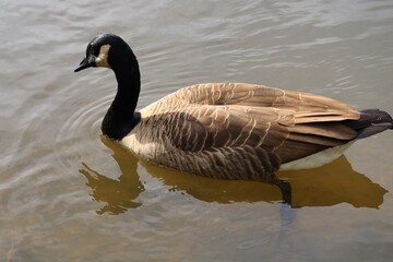 Canada goose on calm autumn water © fluffypw88